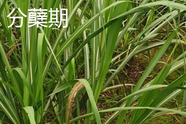 甘蔗的适宜种植地区，以土壤肥沃、阳光充足、降水丰富的地方为宜