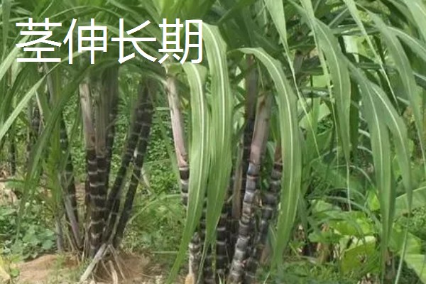 甘蔗的适宜种植地区，以土壤肥沃、阳光充足、降水丰富的地方为宜