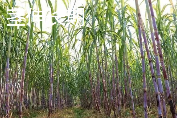 甘蔗的适宜种植地区，以土壤肥沃、阳光充足、降水丰富的地方为宜