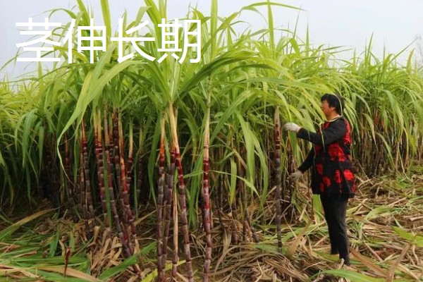 甘蔗的适宜种植地区，以土壤肥沃、阳光充足、降水丰富的地方为宜
