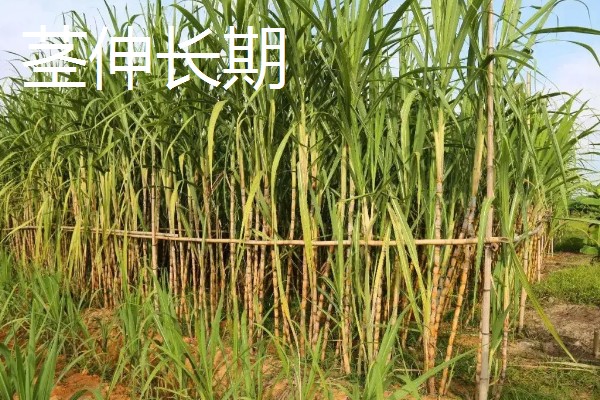 甘蔗的适宜种植地区，以土壤肥沃、阳光充足、降水丰富的地方为宜
