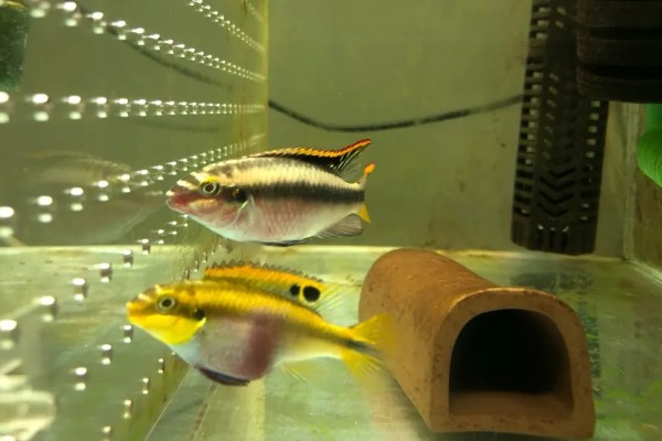 红肚凤凰鱼好养吗，饲养难度不大