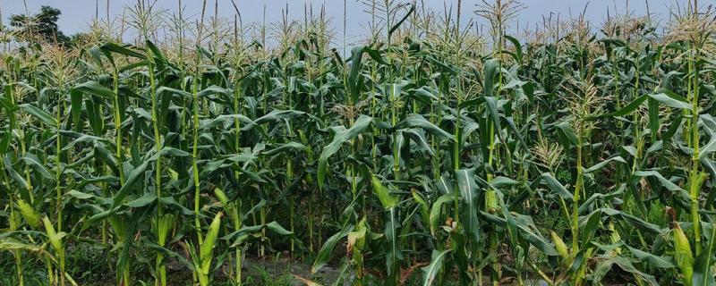 航星188玉米种的栽培技术，根据生长情况科学合理施肥