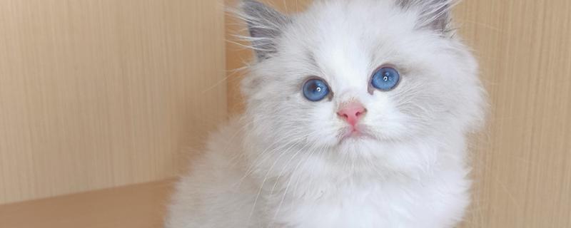 春季猫尿道疾病的预防，应适当增加运动量