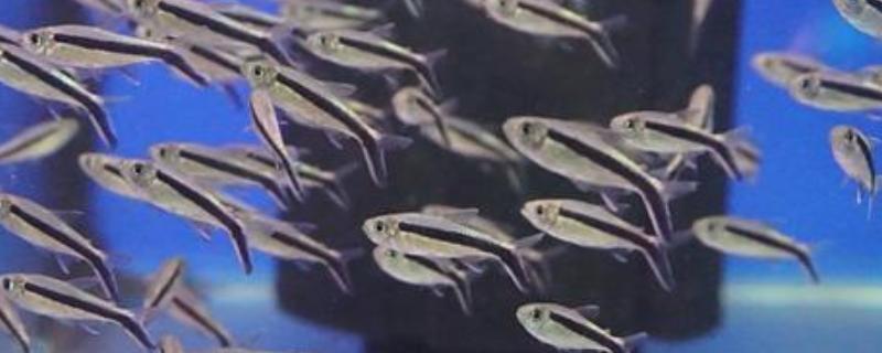 大企鹅灯鱼好不好养，有一定的饲养难度