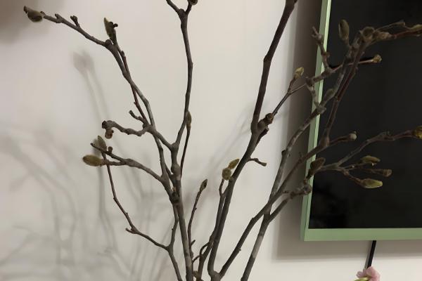 冬季玉兰枝条泡水可以开花吗，能开花