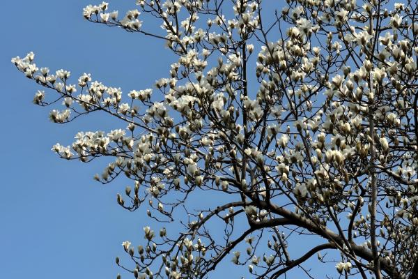 冬季玉兰枝条泡水可以开花吗，能开花