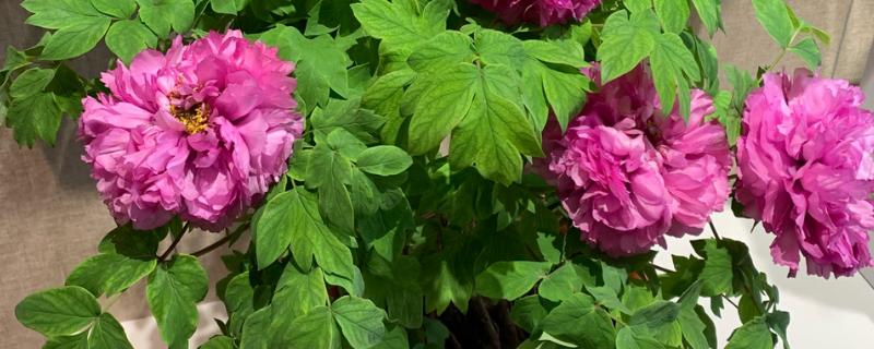 牡丹花不长叶子的原因，板结土壤会导致它生长不良