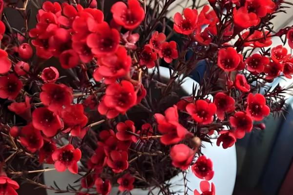 腊梅要醒花吗，腊梅需要醒花