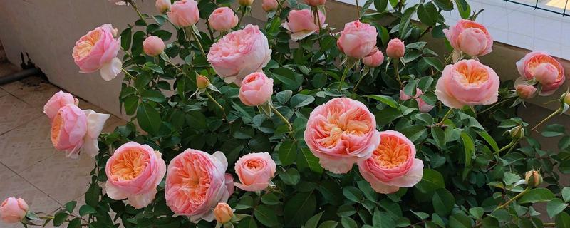 月季花是否怕冻，低于-7℃时容易被冻死