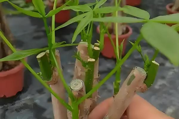 发财树怎么正确修剪，生长初期要将顶端的枝条切除