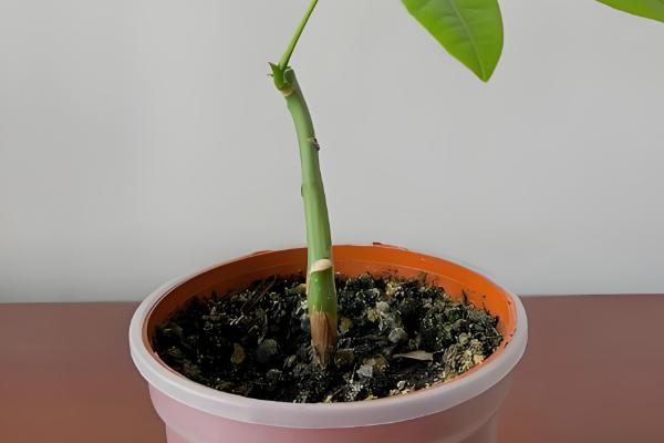 发财树怎么正确修剪，生长初期要将顶端的枝条切除