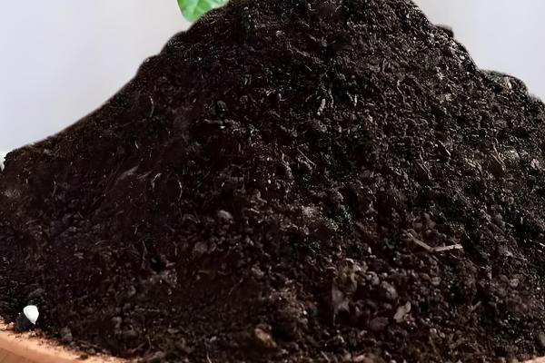 发财树怎么正确修剪，生长初期要将顶端的枝条切除