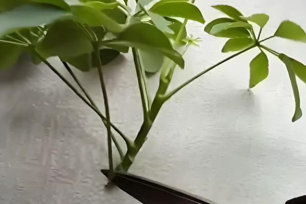 发财树怎么正确修剪，生长初期要将顶端的枝条切除