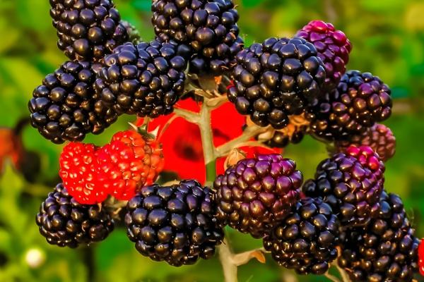 红树莓与黑莓有什么区别,果实形状、生长地区等方面不同