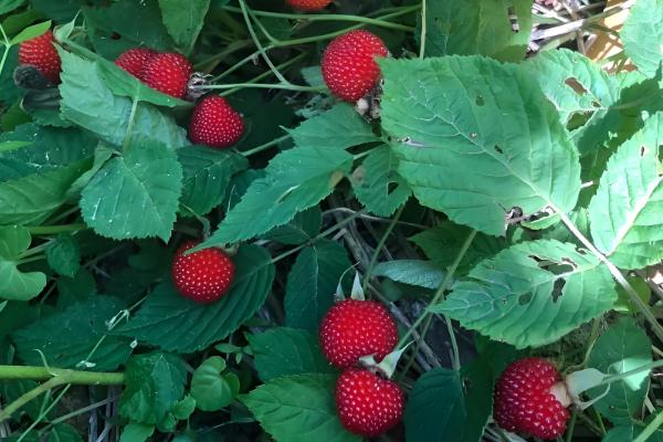 红树莓与黑莓有什么区别,果实形状、生长地区等方面不同