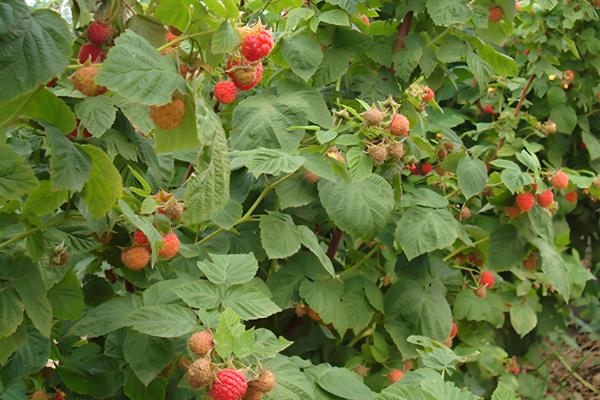 红树莓与黑莓有什么区别,果实形状、生长地区等方面不同