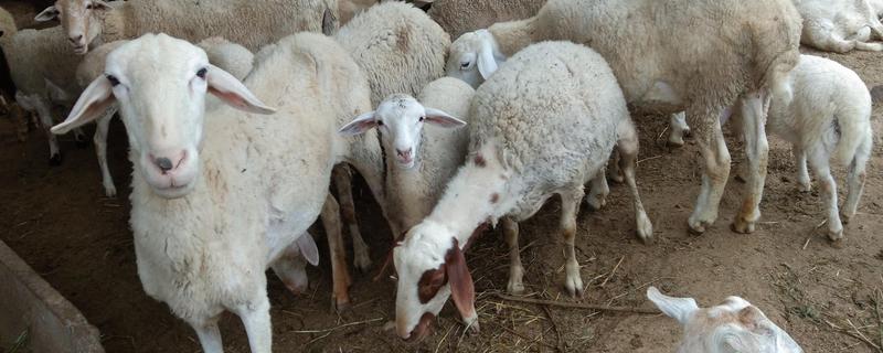 未来几年有什么合适的养殖项目，养牛、养兔、养土鸡都值得考虑