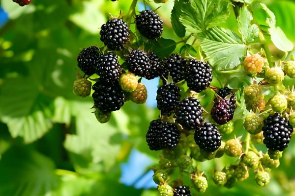 红树莓与黑莓有什么区别,果实形状、生长地区等方面不同