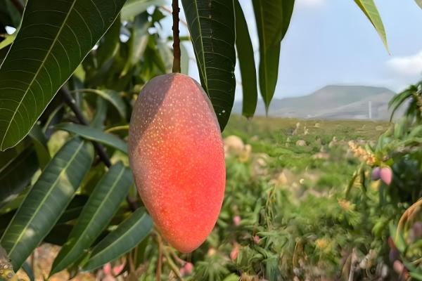 芒果的品种，以下17个品种很常见