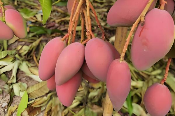 芒果的品种，以下17个品种很常见