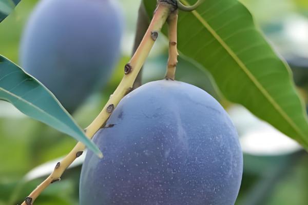 芒果的品种，以下17个品种很常见