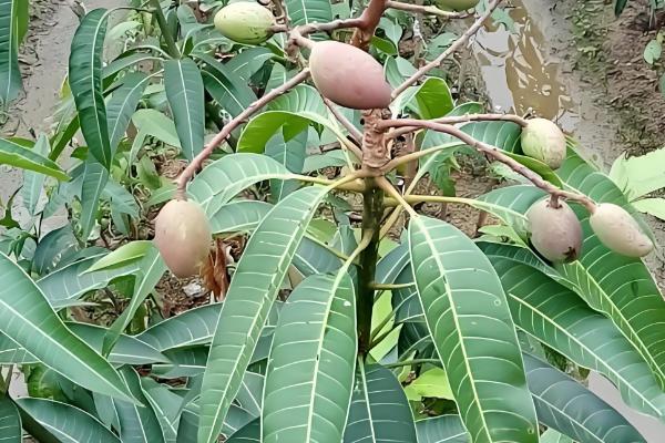 芒果的品种，以下17个品种很常见