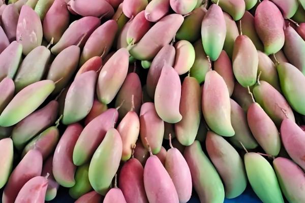 芒果的品种，以下17个品种很常见