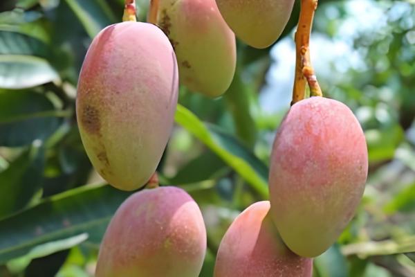 芒果的品种，以下17个品种很常见