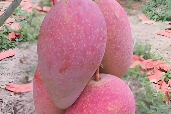 芒果的品种，以下17个品种很常见