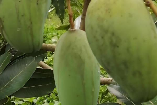 芒果的品种，以下17个品种很常见