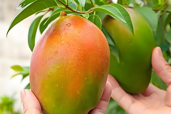 芒果的品种，以下17个品种很常见