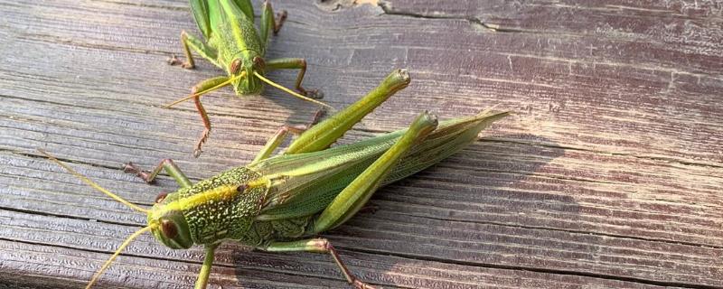 蚂蚱有哪些生活习性，多为群居