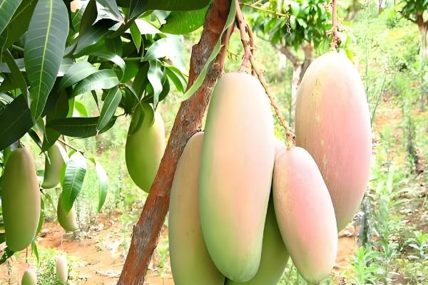 芒果的品种，以下17个品种很常见