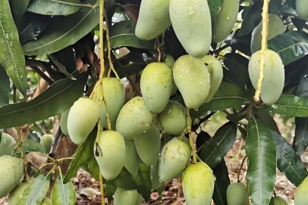 芒果的品种，以下17个品种很常见