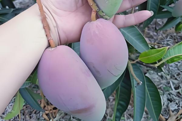 芒果的品种，以下17个品种很常见