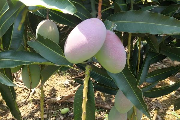 芒果的品种，以下17个品种很常见