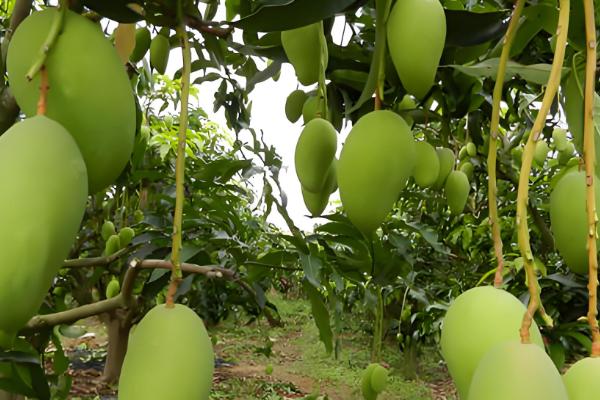 芒果的品种，以下17个品种很常见