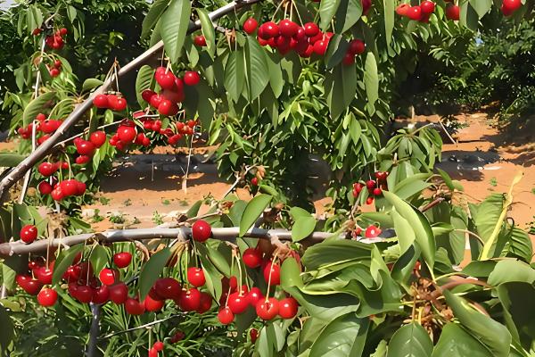 车厘子的等级，分为四个等级