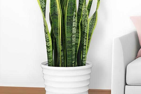 虎皮兰叶子焉软的原因，可能是光照不当导致的