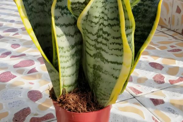 虎皮兰叶子焉软的原因，可能是光照不当导致的