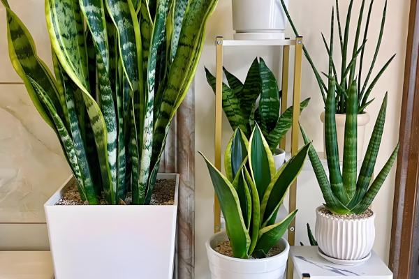 虎皮兰叶子焉软的原因，可能是光照不当导致的