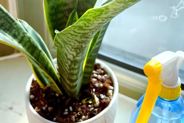 虎皮兰叶子焉软的原因，可能是光照不当导致的