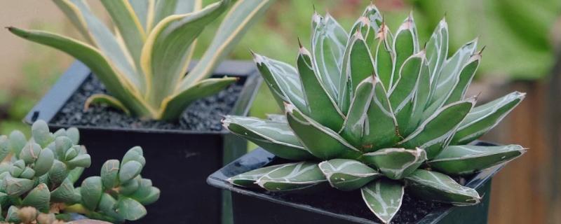 农村有什么赚钱的种植项目，多肉、花椒、猕猴桃等植物值得考虑
