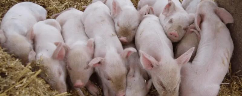 仔猪拉黑稀如何解决，在饲料中添加益生菌有助于消化
