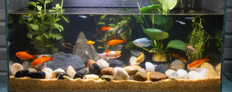 冬天鱼缸水温是多少，将温度保持在15℃以上