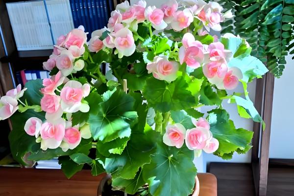 丽格海棠冬天会冻死吗，会冻死