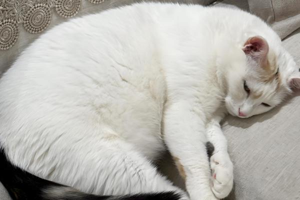 猫咪为什么会绝食，可能是牙齿问题或肠胃问题