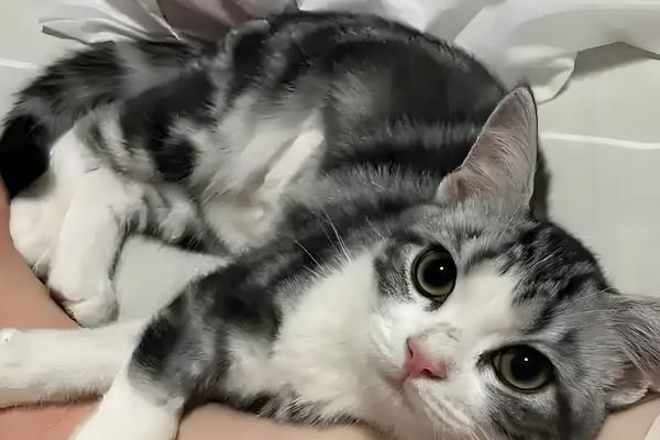 猫咪为什么会绝食，可能是牙齿问题或肠胃问题