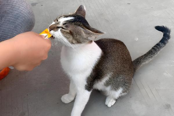 猫咪为什么会绝食，可能是牙齿问题或肠胃问题